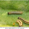 melitaea cinxia larva3a